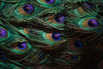 peacock tail. texture. beautiful pattern