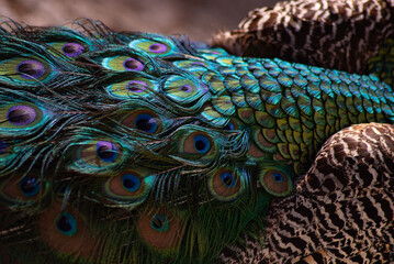 Fototapeta premium peacock tail. texture. beautiful pattern