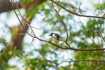 Common Magpie perched on tree branch in tropical garden