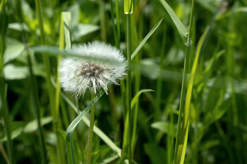 Summer field with grass and flowers, artistic partial focus and blurred background