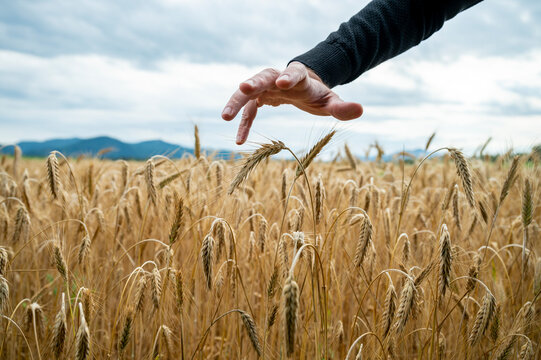 Male hand in a protective gesture over a golden ripening wheat field