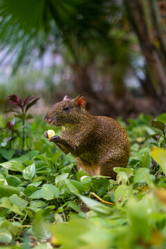 Sereque eating mango - Mexican fauna