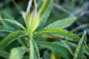 朝露に濡れた草