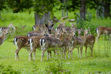 Naklejka na ściany i meble The European fallow deer (Dama dama), also known as the common fallow deer or simply fallow deer, is a species of ruminant mammal belonging to the family Cervidae. Hanover – Tiergarten, Germany.