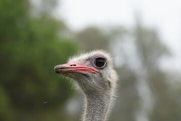 Ostrich in the Parque Zoologico Lecoq in the capital of Montevideo in Uruguay.