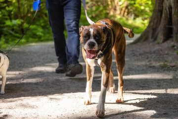 Boxer Dog Walking on the hiking trail in the neighborhood park.