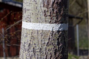 white line on tree marks nature reserve