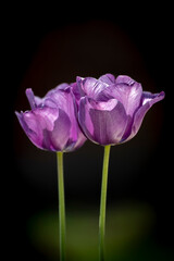 purple tulip on black