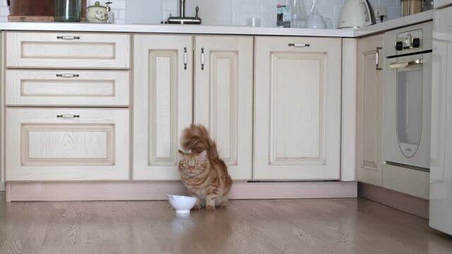 chubby ginger cat enjoying its meal of industrial food from a white bowl in a beige kitchen. pet nutrition, cat care, and the joy of mealtime rituals for our feline companions.