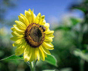 Fototapeta premium Sunflower With Bee