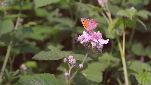 Butterfly on meadow flowers swaying beautifully in the wind. Pollination of plants. Summer sunny day. 4k