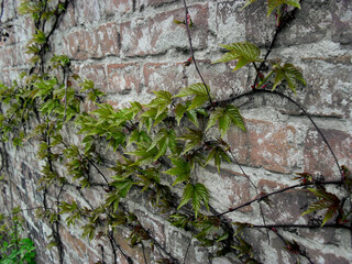 wall with ivy
