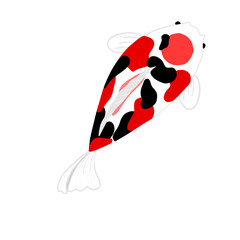 Koi fish 