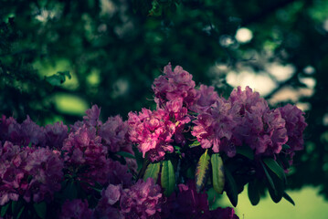beautiful natural flower background. screen saver
