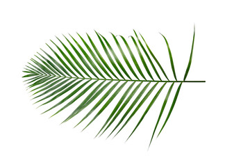 Green nature Palm leaf Coconut leaves on white background isolate with clipping path it easy to cut and edit.