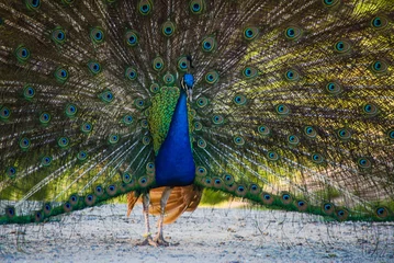 Keuken spatwand met foto portrait of a beautiful peacock with open tail © natura999