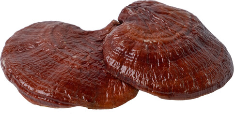 reishi mushroom cut out on transparent background.