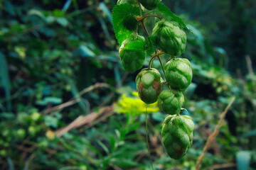 Hopfen - Close Up - Background - Humulus Lupulus - Fresh - Hops - Hoppy Cones - Beer - Green -...