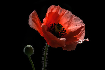 papavero su sfondo nero