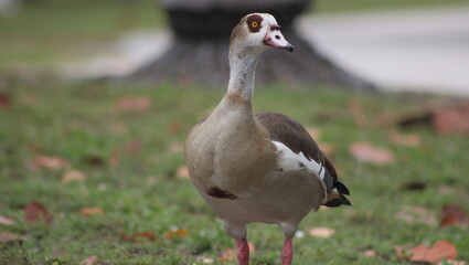 Graceful Ducks in Key Biscayne's Ecological Reserve