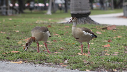 Graceful Ducks in Key Biscayne's Ecological Reserve