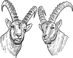 Vintage hand drawn sketch ibex goat heads - obrazy, fototapety, plakaty