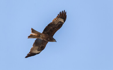 the hawk soars in the blue sky