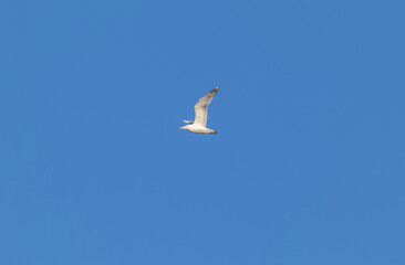 Fototapeta premium white seagull soars in the blue sky