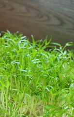 Closeup of Water Spinach Hydroponic Microgreens Grown as Edible Houseplants