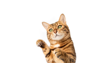 Bengal cat on a white background with paws up.