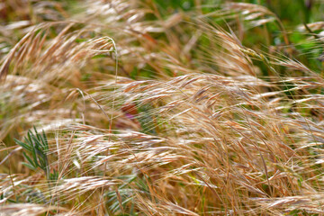 Epis dans le vent en pleine nature 