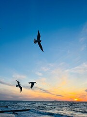 Flying seagulls at the sea, sunset seascape, big seagulls in the sky