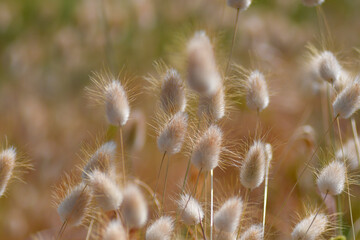 Obraz premium Lagures ovales dans les dunes