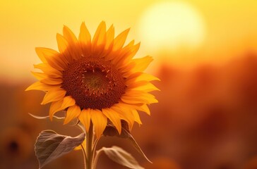 Singular Sunflower at Sunset: A Study in Youthful Minimalism | AI Generated.