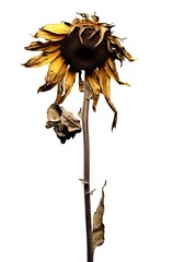 Contrasting Elegy: A Deceased Sunflower Amidst Stark Purity | AI Generated.