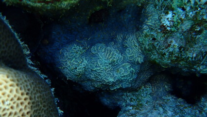 Larger star coral (Paramontastraea peresi) undersea, Red Sea, Egypt, Sharm El Sheikh, Nabq Bay
