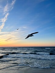 Fototapeta na wymiar Flying seagulls at the sea, sunset seascape, big seagulls in the sky