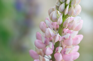 Close up lupin with lilac lupin background ethereal bokeh