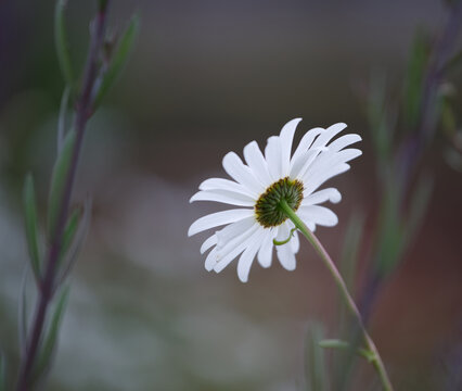 Lonely daisy flower on blurred dreamy background for memes on solitude and tranquility 