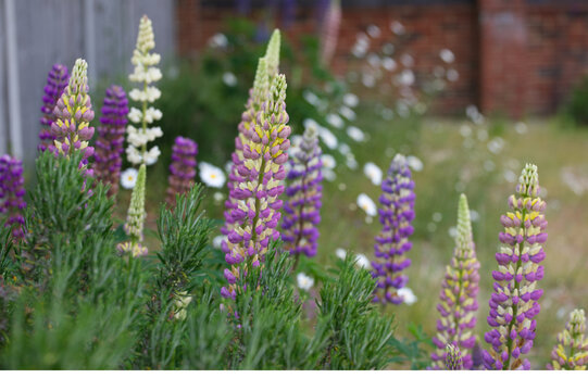 Lupins pink and lilac in a spring garden, colourful backdrop