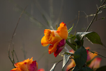 Rosen 
