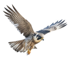 a Peregrine Falcon Falco peregrinus, in flight, 3/4 view, captivating, Wildlife-themed, cutout, isolated, photorealistic illustrations in a PNG. Generative AI