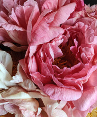 red cabbage close up