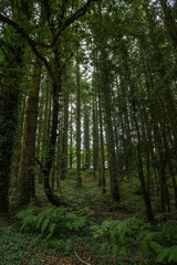 Fototapeta na wymiar Dense forest in Brittany