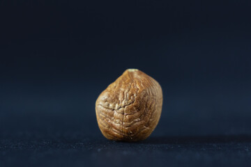 Macro shot of the seed of a hazelnut, isolated on a black background in a studio shot. It's the fruit of the hazel tree, also called corylus avellana.
