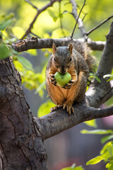Squirrel Eating Apple in Tree