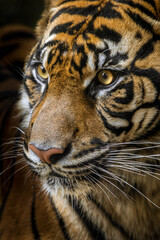 Sumatran Tiger
