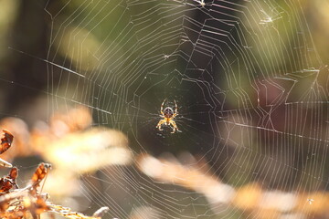 spider on web
