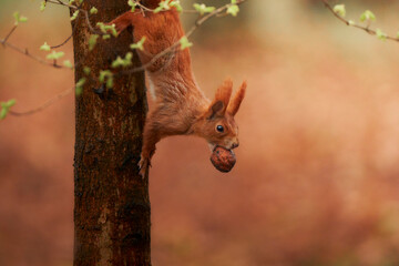 Red squirrel posing with a nut in a mouth. 