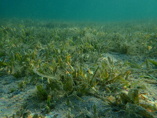 Fototapeta na wymiar Seagrass Oceana serrulata undersea, Red Sea, Egypt, Sharm El Sheikh, Nabq Bay